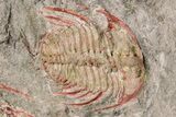 Two Colorful Kettneraspis Trilobite - Timrzit , Morocco #270567-2